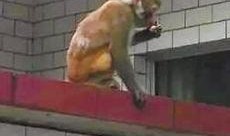 猴子爆料最新视频,猴子爆料最新视频，带你一探究竟！